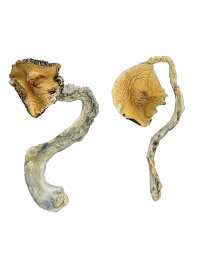 Buy Panama Magic Mushrooms